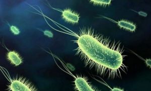 Инфекции Бактерии